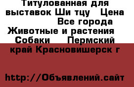 Титулованная для выставок Ши-тцу › Цена ­ 100 000 - Все города Животные и растения » Собаки   . Пермский край,Красновишерск г.